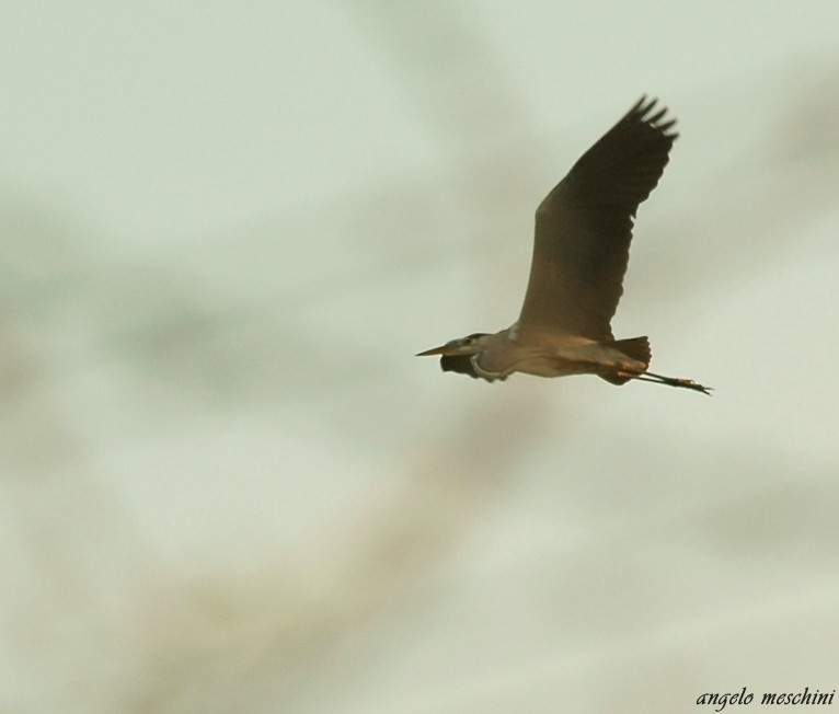 Airone cenerino Ardea cinerea nella sera.....